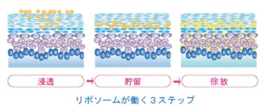 リボソームが働く3ステップ