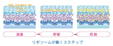 リボソームが働く3ステップ